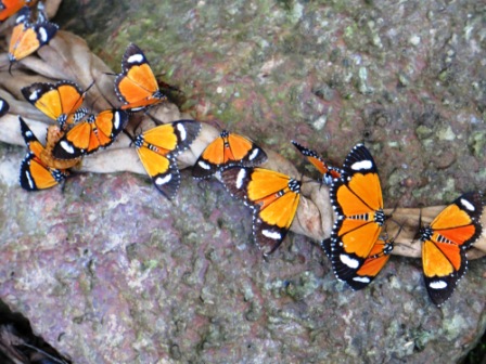 blog butterflies