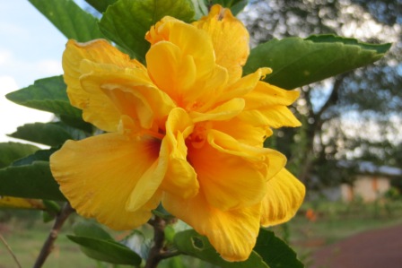 blog hibiscus double gold