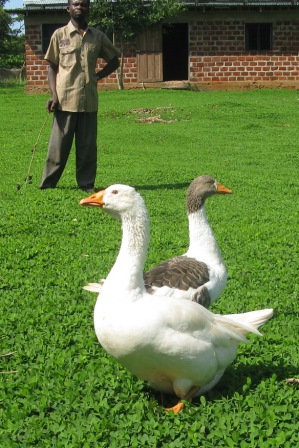 blog geese