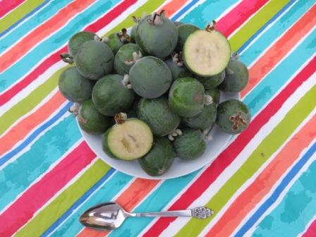 blog KA guavas