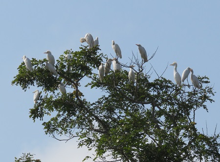 blog-egrets