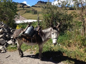 Milk is brought by locals using many different vehicles!