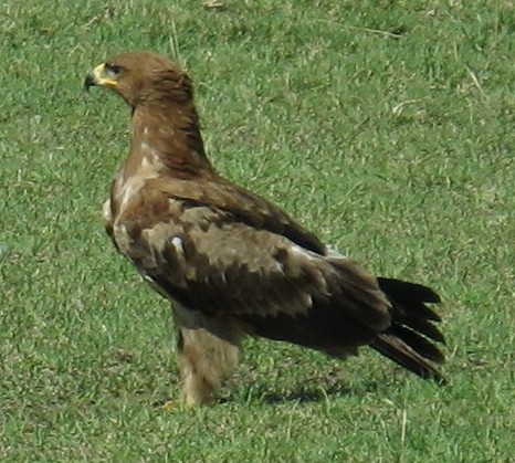 tawny-eagle-crop