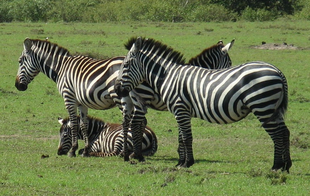 zebras-crop