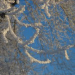 hoar-frost-close-up