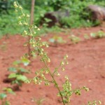 artemisia flowering