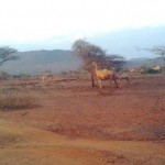 camels in countryside-sm