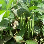 French beans on vine-sm