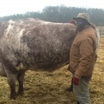 a big bull