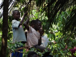 kids sitting in a coffee bush to see over the crowd