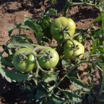 garden in Willofontain- tomatoes [800×600]