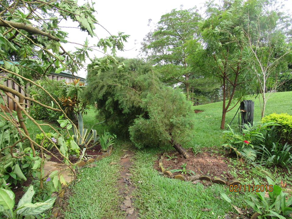 Trees fallen over and branches down in the prayer garden.