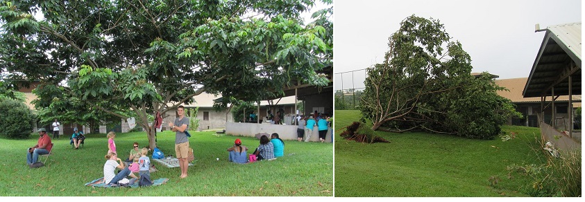 The same tree - providing shade during a tournament and now on the ground.  The landscape has been changed.