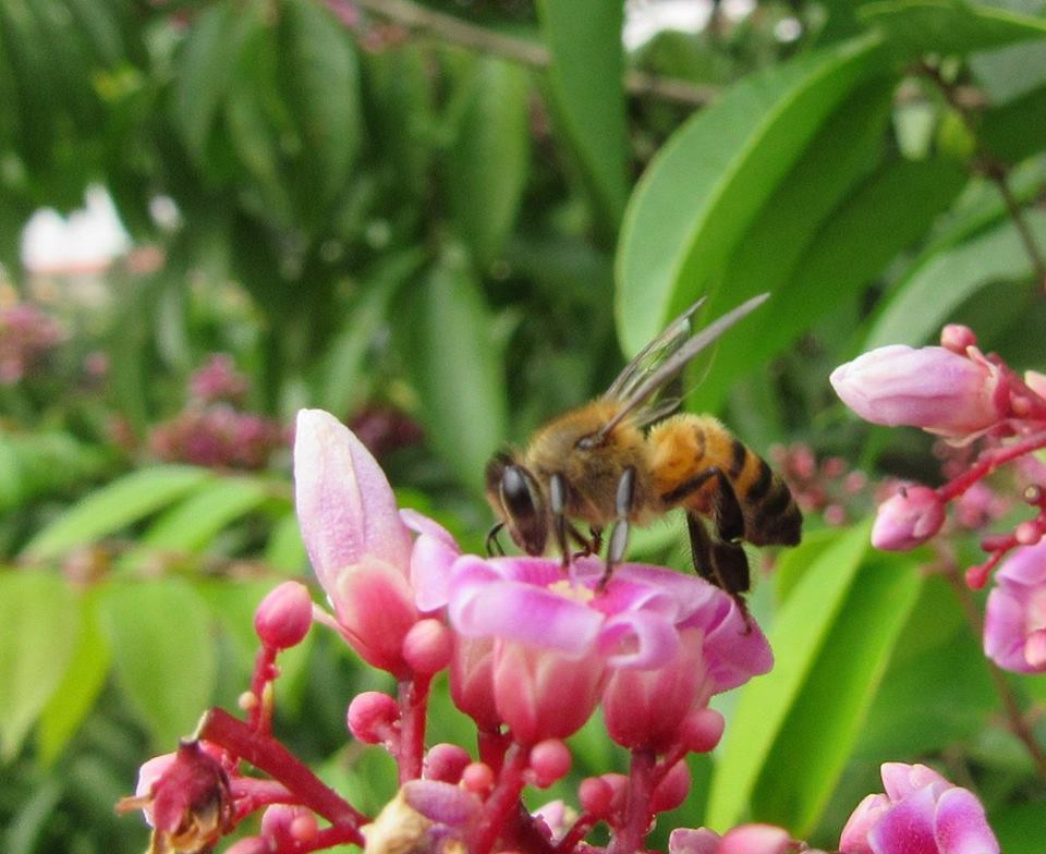 Notice that Janet Zieglebur captured  it all - the flower, bee, and the resultant fruit in this shot.