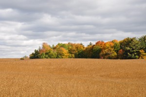 Autumn_Country_Foliage,_Canadian_Thanksgiving_2012