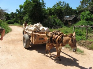 hauling block to the port by donkey cart