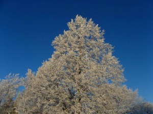 hoar-frost-tree-sky