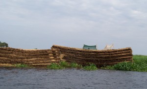 floating cane downriver to market crop
