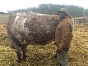 a big bull