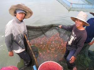 Fish farmer in Thailand