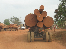 logging-trucks