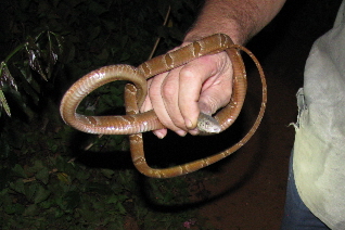 snake-at-fun-night-for-blog1