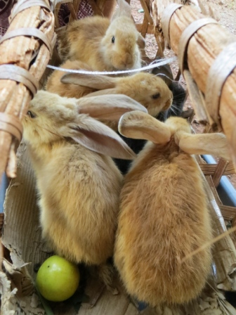 blog bunnies