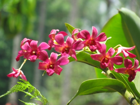 blog orchids2 (1)