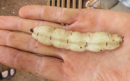A termite queen
