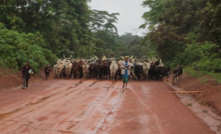 blog 5.14 cattle in road