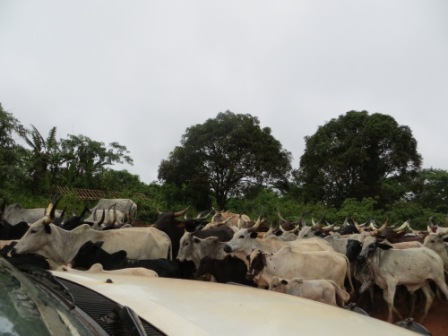 blog 5.14 cattle in road2
