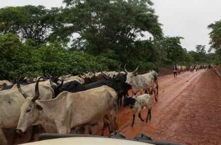 blog 5.14 cattle in road3