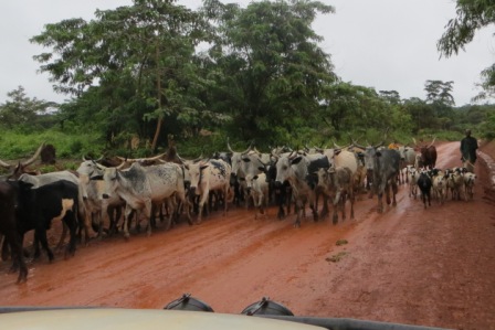 blog 5.14 cattle in road4