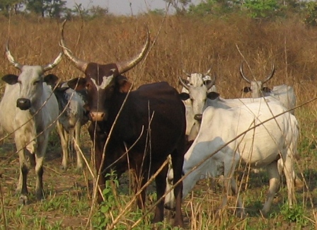 blog cattle