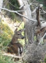 The deer reminds me of the grace and beauty that I almost missed as I headed up the trail quickly.  Sometimes slowing down to see the wonders that are hidden around us is a good thing.