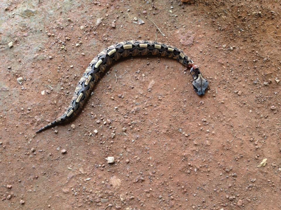 Just kidding - killing and preparing Gabon viper is not required!  although the hostel kids did eat this up.