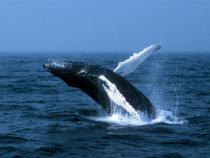 Humpback whale jumping.  