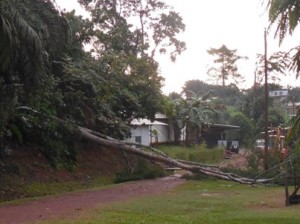 The cause of our power problems - a tree fell on the high tension wires