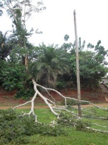 Tree knocked down the cross piece, but left this pole upright.