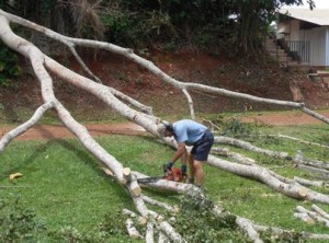 Cutting the tree confident the wires are not hot