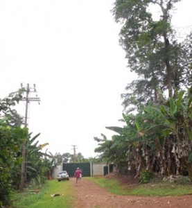 Power lines vs Trees  Is deforestation the price we pay to have sufficient power to run Rain Forest International School?