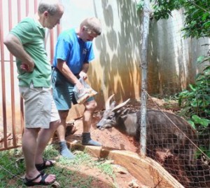 Pastor Craig watches as Ron feeds stale bread to the Sitatunga