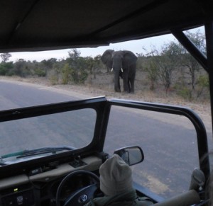 Elephant crossed the road in front of us
