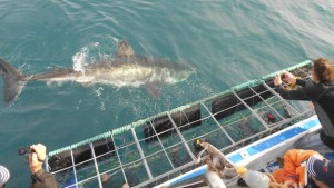 Shark swimming past the cage