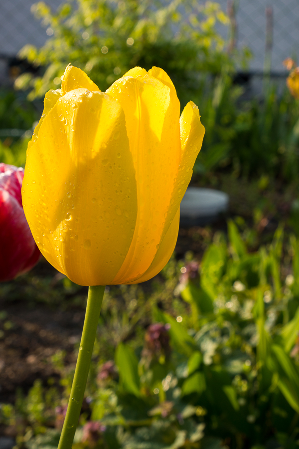 Morning Tulips