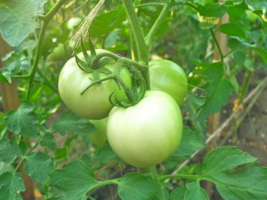 first harvest tomatoes