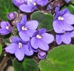 blog violet