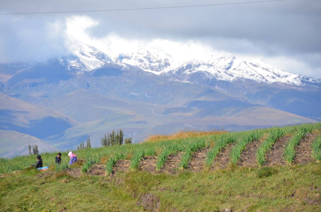 Cayambe volcano and quechua family harvesting onions