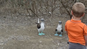 Simeon looking at the blue-footed boobies